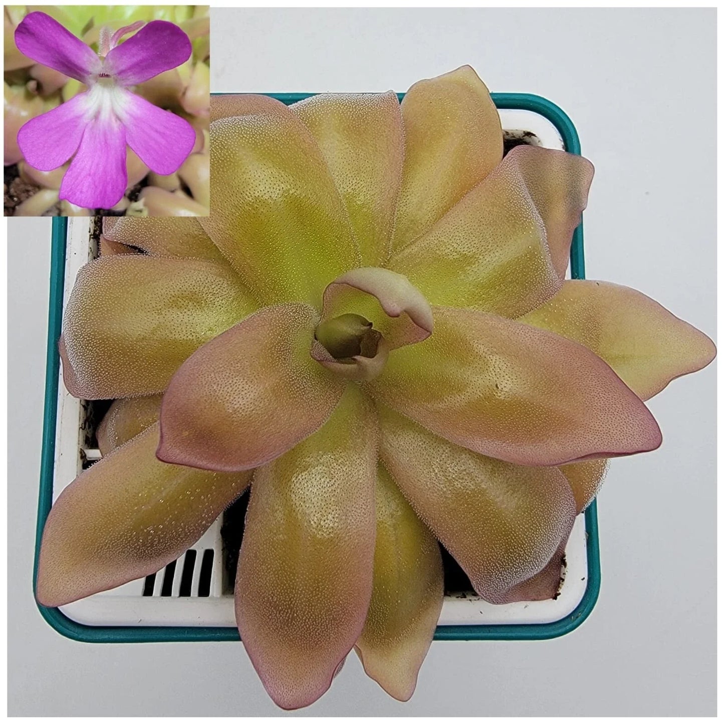 Carnivorous Plant - Pinguicula moranensis var. roseii - Live Butterwort in 4-Inch Pot - Pink Leaf Succulent