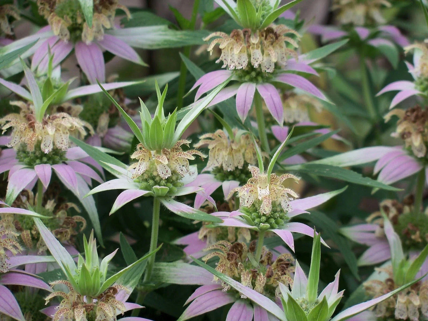 Spotted Bee Balm Live Bareroot Starter Plant | Monarda punctata Perennial Wildflower for Bees & Butterflies