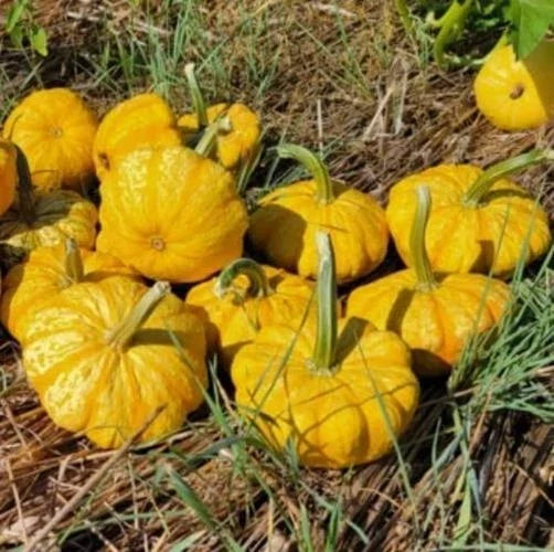 Sunrise Pumpkin Seeds for Planting - Exotic Cucurbita pepo, 10 Pack, Vibrant Golden-Orange, Compact Vines, Easy Grow