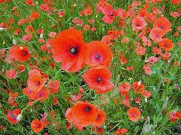 Shirley Poppy Seeds - 1000 Bright Red Flower Seeds for Borders & Cuttings - Papaver rhoeas