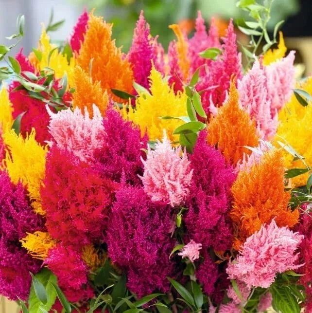 Pampas Plume Seeds - 100 Mixed Color Celosia argentea Ornamental Grass for Garden, Border & Container Planting