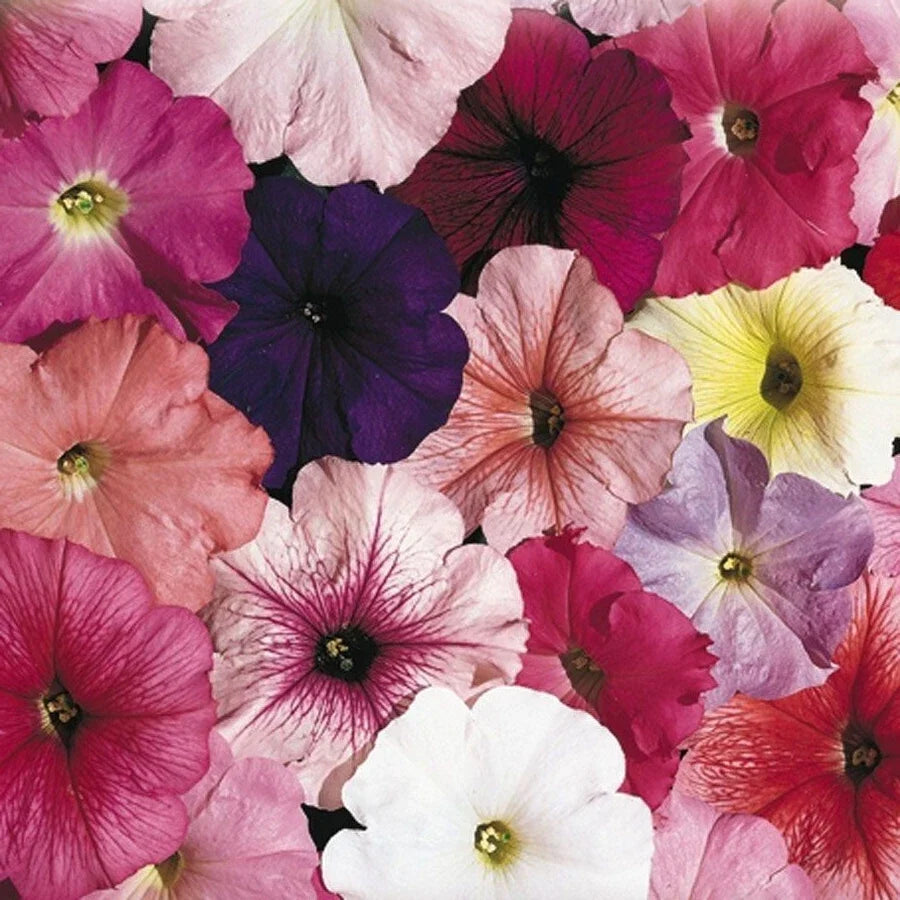 Petunia Seeds - Pelleted 25 Seeds - Celebrity Mix Colorful Blooms - Petunia × hybrida Annual Flower Seeds