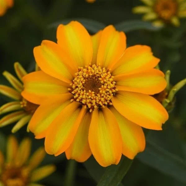 Zinnia Seeds 1000 Count - Star Gold Variety - Bright Yellow Flowers - Zinnia elegans for Garden & Landscape