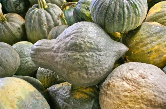 Green Hubbard Squash Seeds - Cucurbita maxima - Organic, Non-GMO, Vining, Full Sun, 25 Seeds Pack