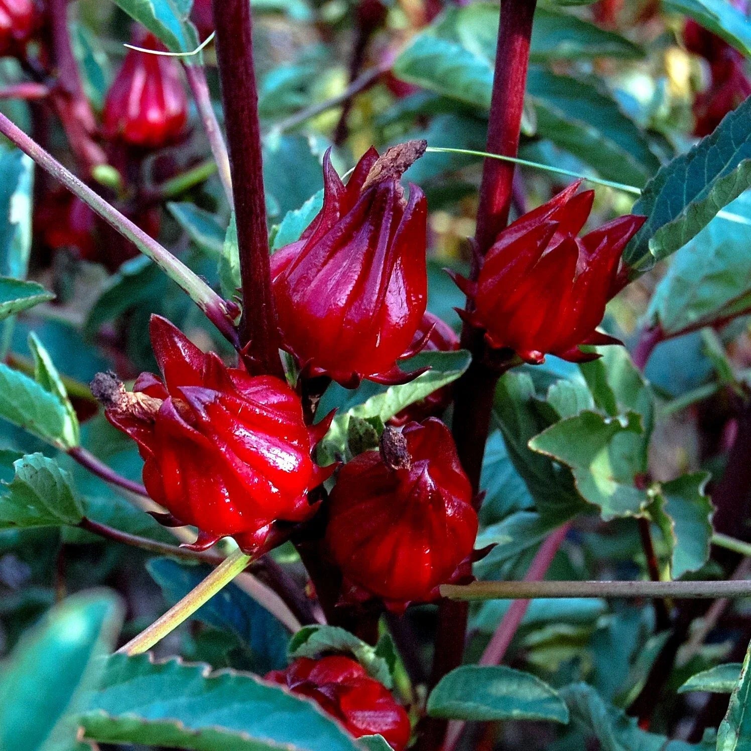 Roselle Seeds - Hibiscus sabdariffa, Jamaican Sorrel, Florida Cranberry, Rare Luoshen Flower, Edible Calyxes, Pollinator Attractant
