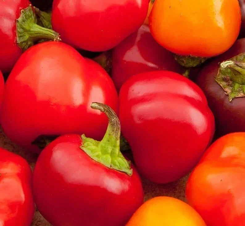 Organic Cherry Sweet Pepper Seeds - 50 Count - Capsicum annuum - USA Grown Non-GMO