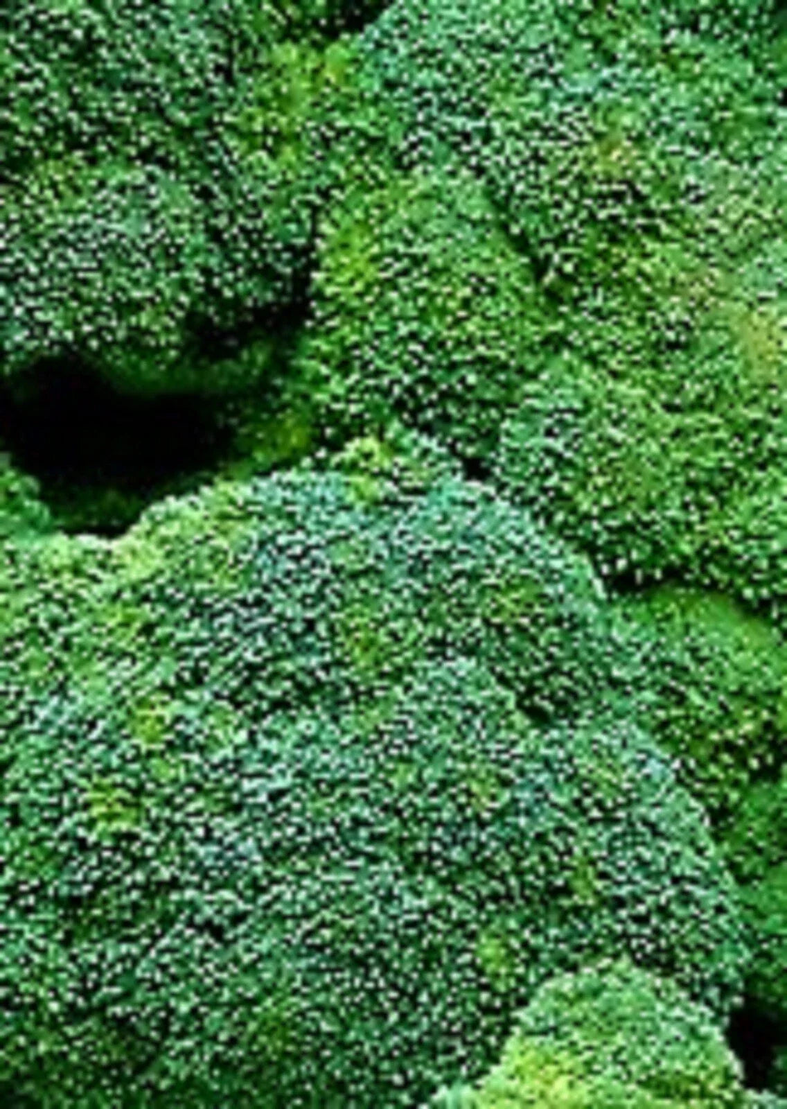 Waltham 29 Broccoli Seeds Pack of 500+ Non-GMO Heirloom Vegetable Seeds for Home Gardening Brassica oleracea