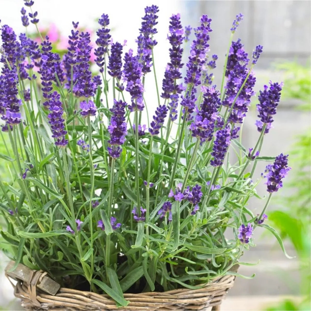 English Lavender Seeds – 600+ Non-GMO Lavandula angustifolia Herb Seeds for Gardening, Landscaping & Pollinator Attraction