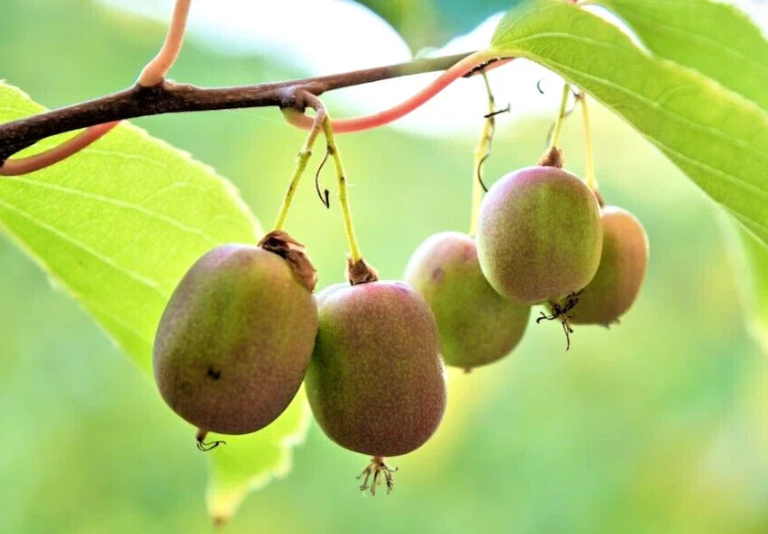 Hardy Polar Arctic Kiwi Cuttings - 6 Unrooted Actinidia Arguta Climbing Vine for Home Gardens