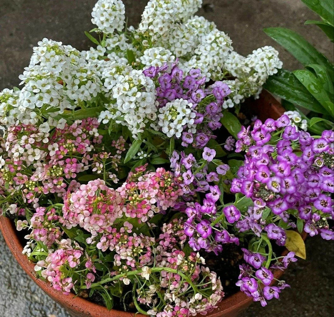 Sweet Alyssum Flower Seeds Mix - 100 Seeds Lobularia maritima Pink White Purple Ground Cover