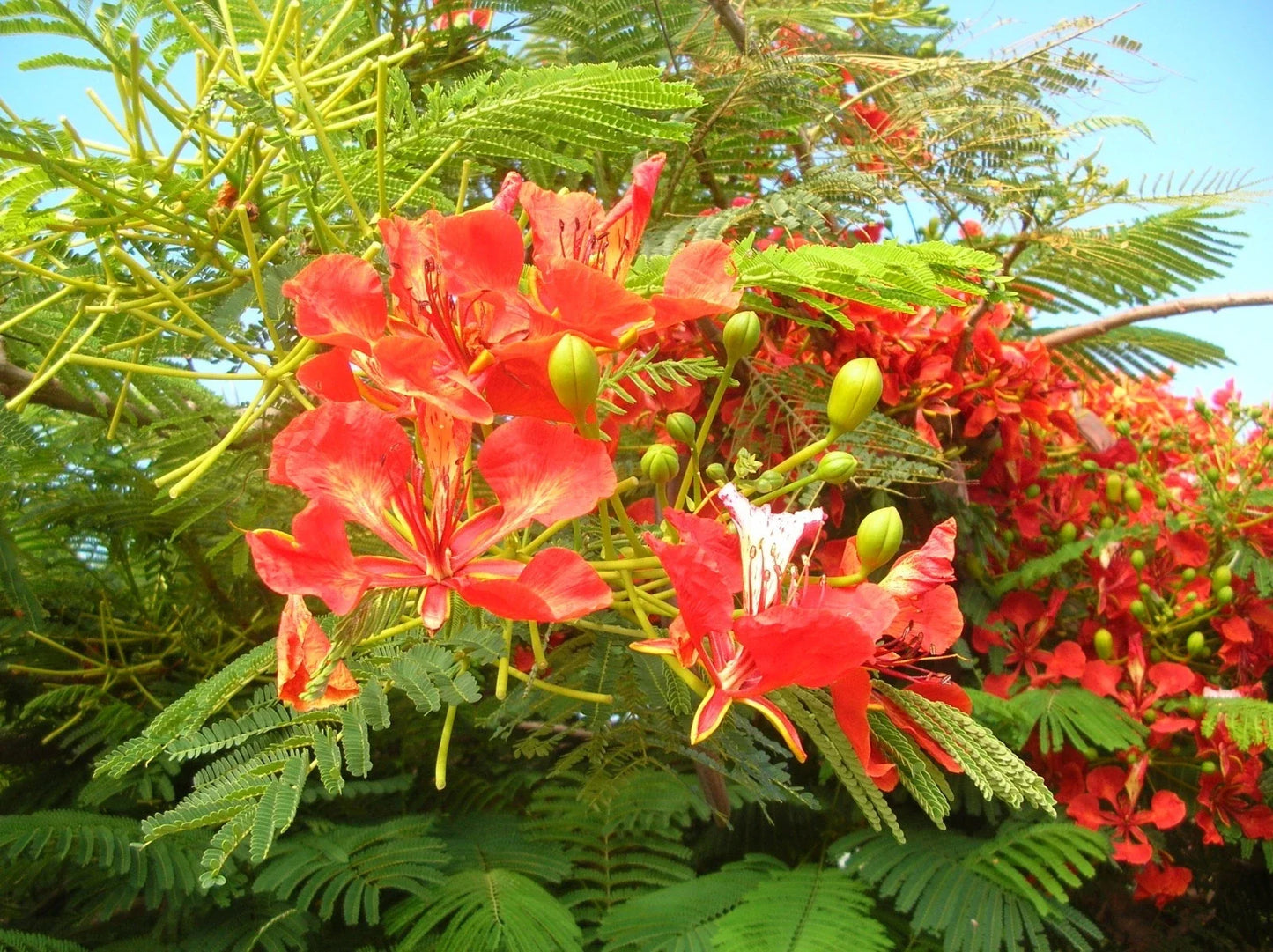 Royal Poinciana Tree Seeds 5 Pack Delonix regia Tropical Flowering Plant for Landscaping