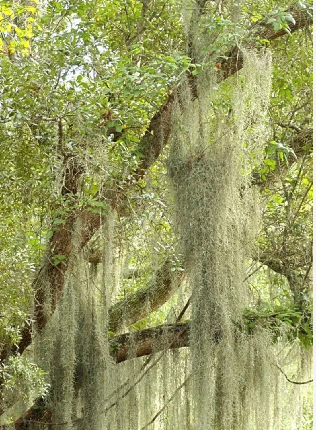 Live Spanish Moss Airplant - 5 Gallon Freshly Picked Tillandsia usneoides for Indoor & Outdoor Decor