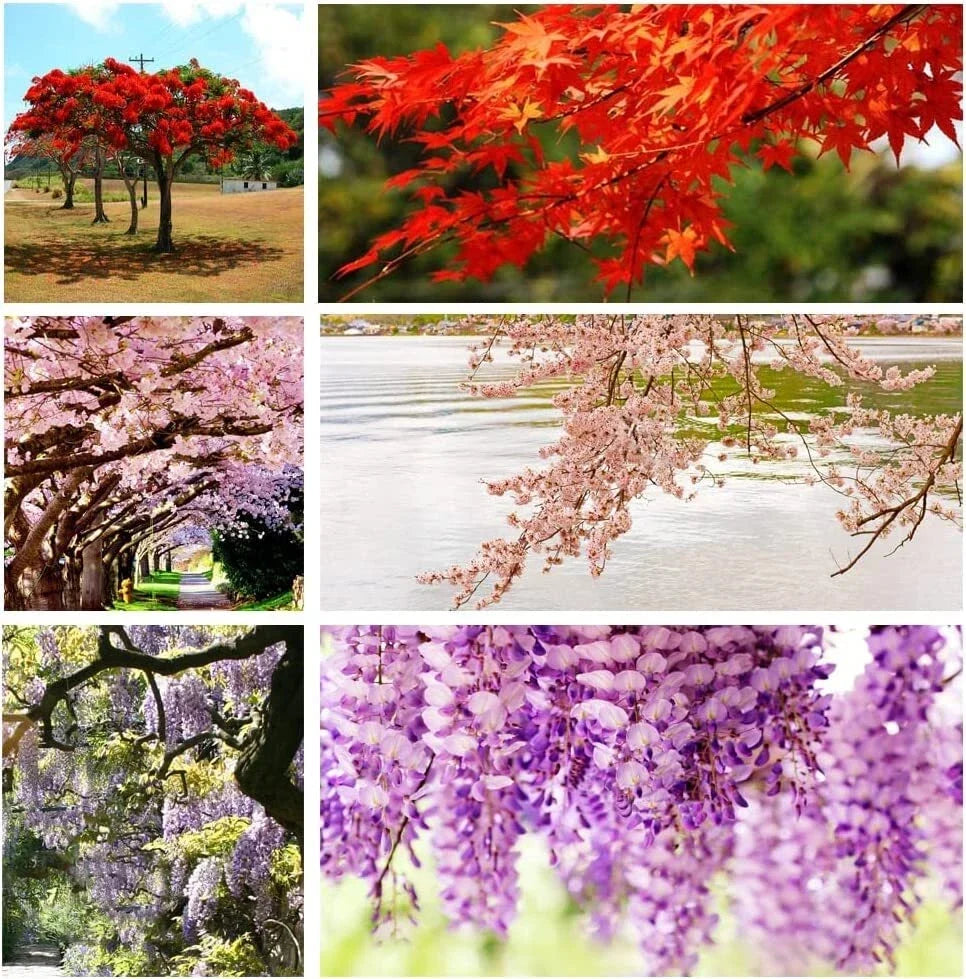 Non-GMO Heirloom Bonsai Seeds - 10 Varieties including Red Maple (Acer rubrum) & Elm Tree (Ulmus americana)