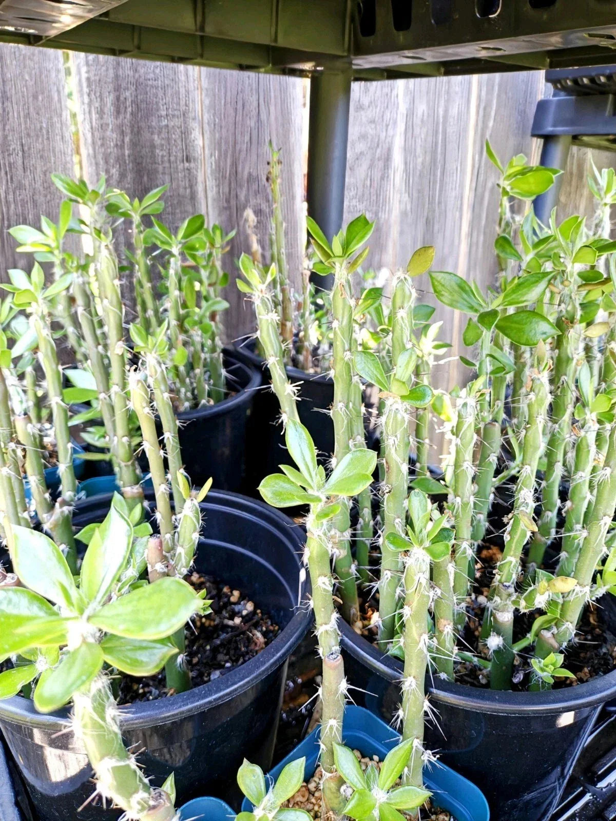 Pereskiopsis spathulata Grafting Stock Cactus Cutting – 1 Leaf Succulent for Grafting & Propagation