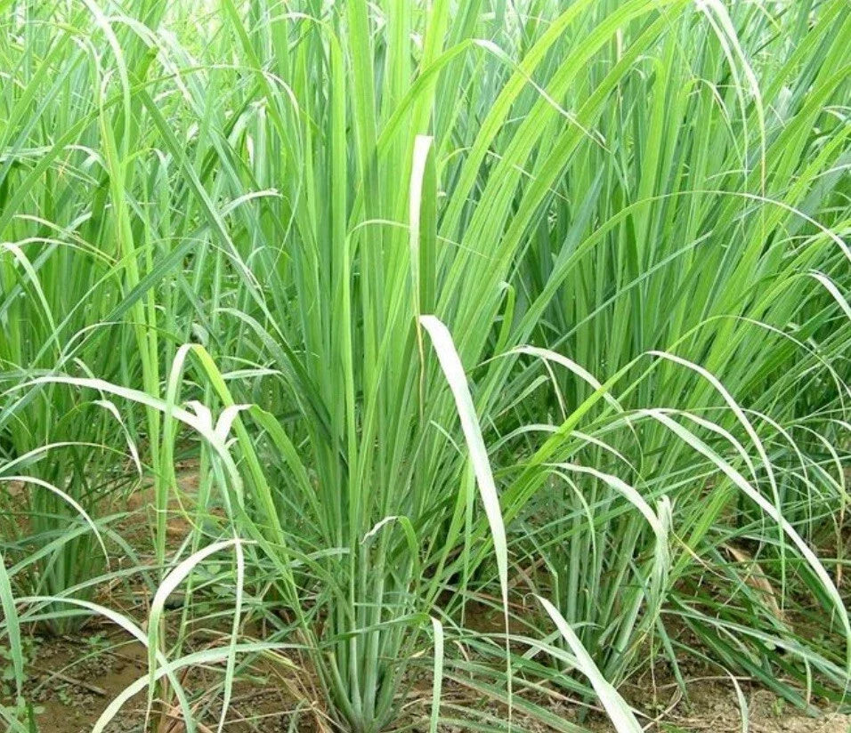 Lemon Grass Seeds - Non-GMO Cymbopogon citratus Herb for Cooking & Mosquito Repellent, Pack of 100+ Seeds