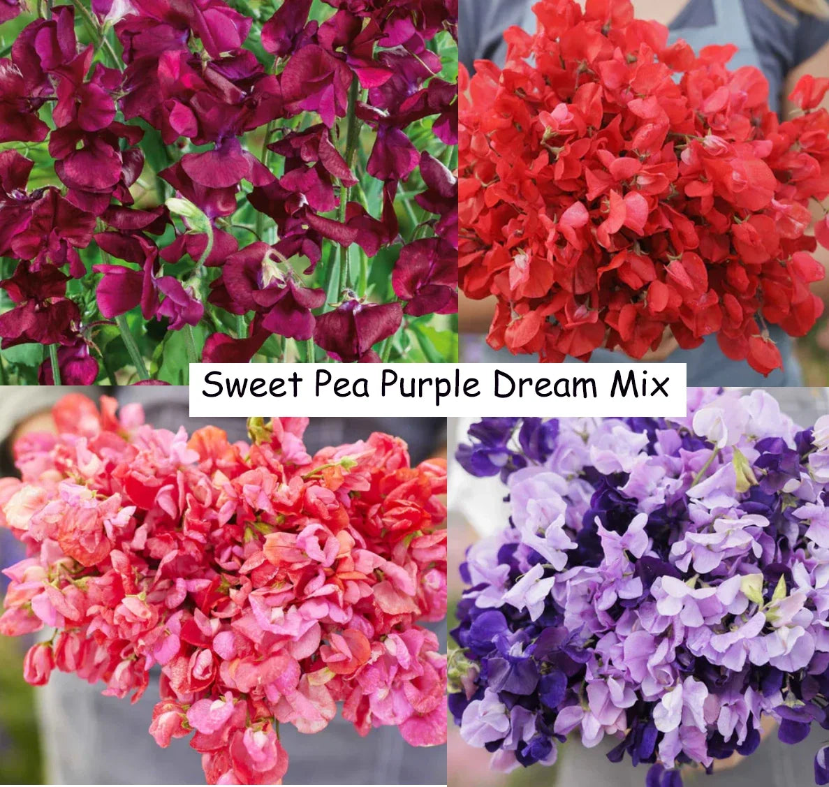 Sweet Pea Seeds - Purple Dream Mix, Fragrant Climbing Vine, Non-GMO, 15 Seeds, Lathyrus odoratus