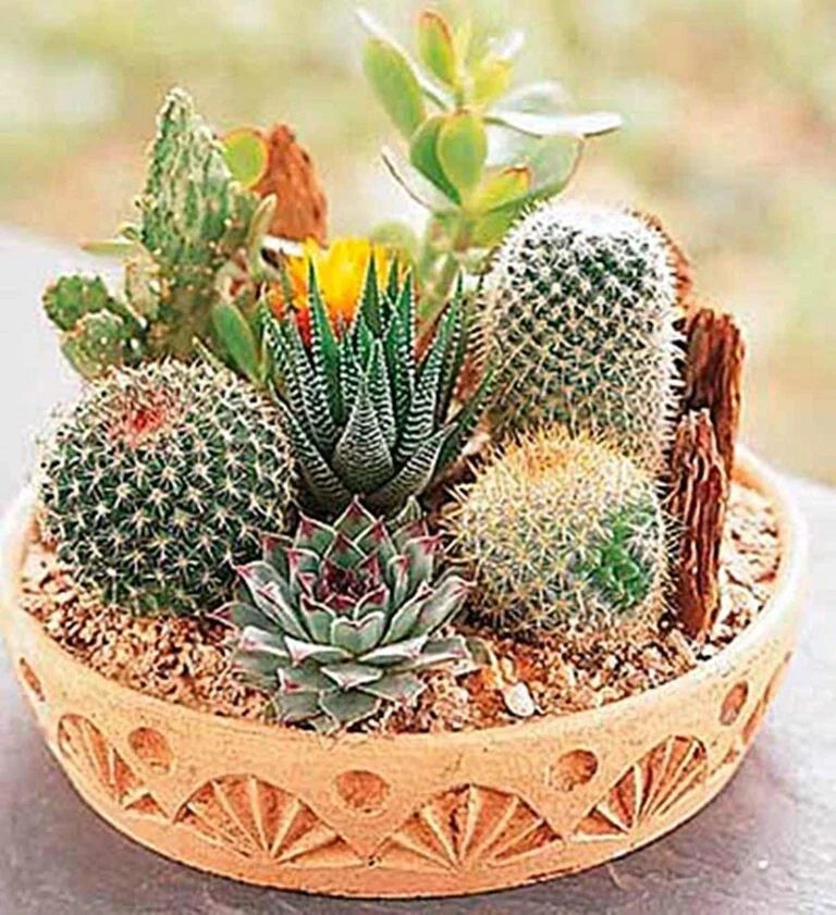 Rare Mixed Cactus Seeds - 100pcs Pack for Indoor & Outdoor Gardening - Succulent Seeds - Various Species