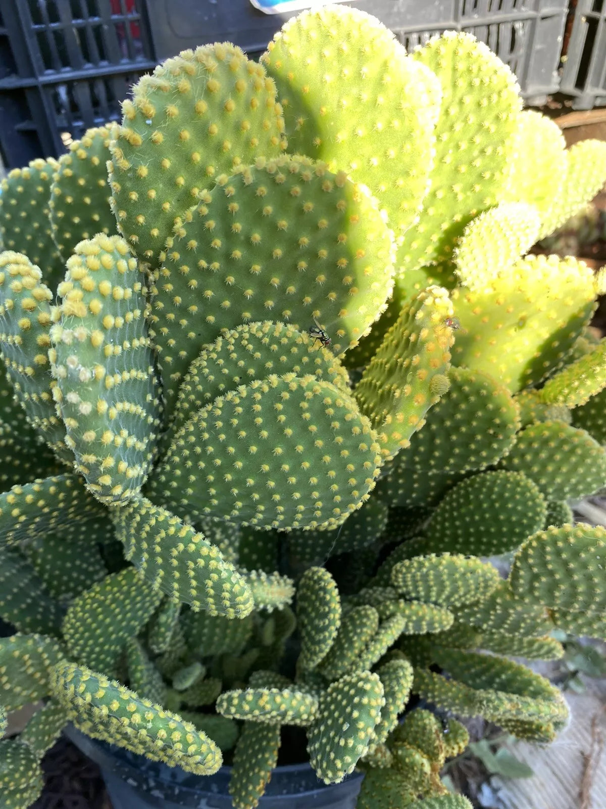 Opuntia Microdasys Cactus Cuttings - 3 Bunny Ears Succulent - Hardy Indoor/Outdoor Plants