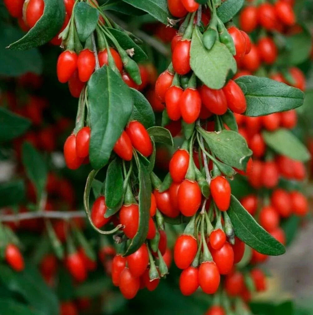 Live Fruiting Goji Berry Plant - 3+ Year Mature Lycium barbarum Bush for Garden or Container