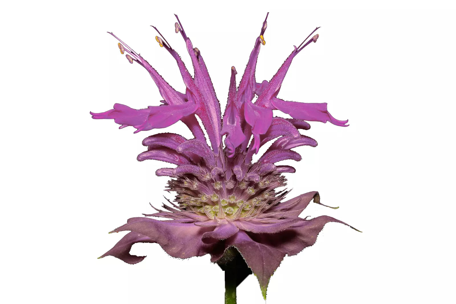 Bergamot Wild Seeds | Bee Balm Perennial Herb & Flower | Monarda fistulosa | Pollinator Attracting, Culinary & Medicinal Plant