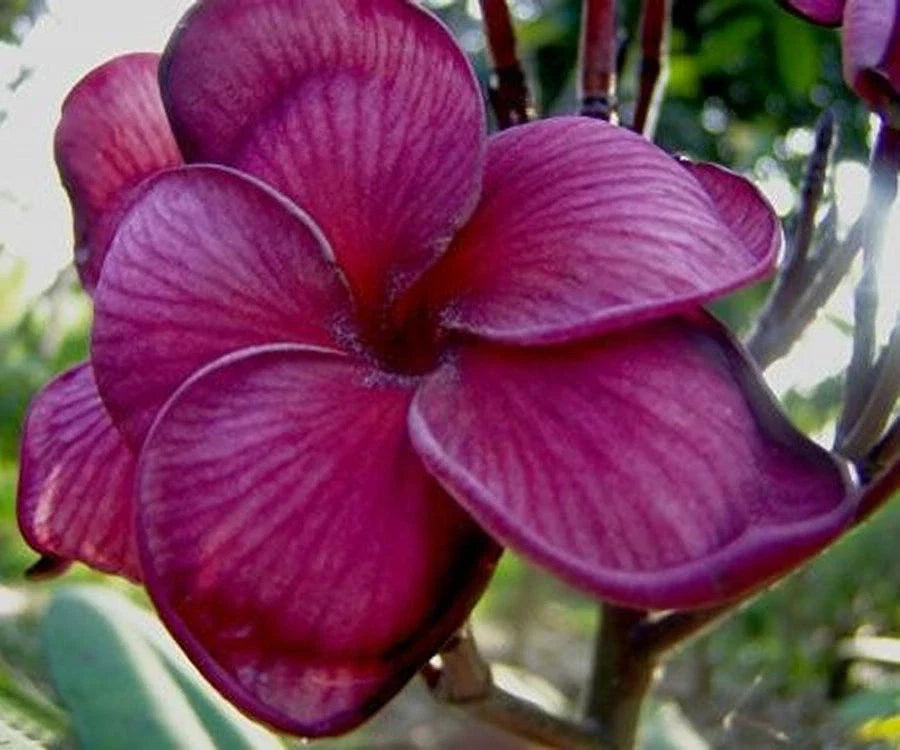 Dark Purple Plumeria Seeds - Perennial Hawaiian Frangipani Seeds - Plumeria rubra for Garden, Pot, Tropical Landscape