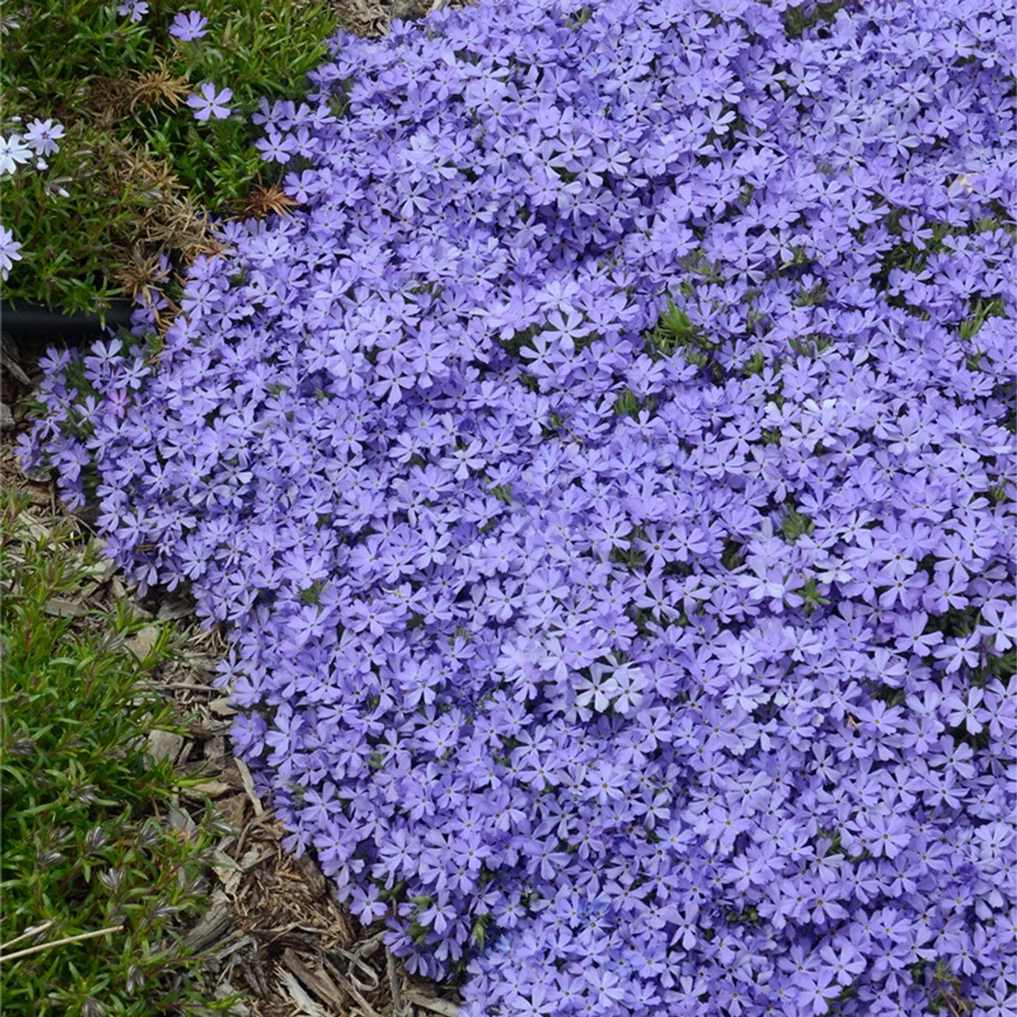 50 Violet Pinwheel Phlox Seeds | Perennial Phlox paniculata for Butterflies
