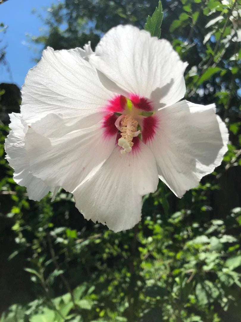Hibiscus Cuttings 5x8" Rose of Sharon Helene White with Red Center