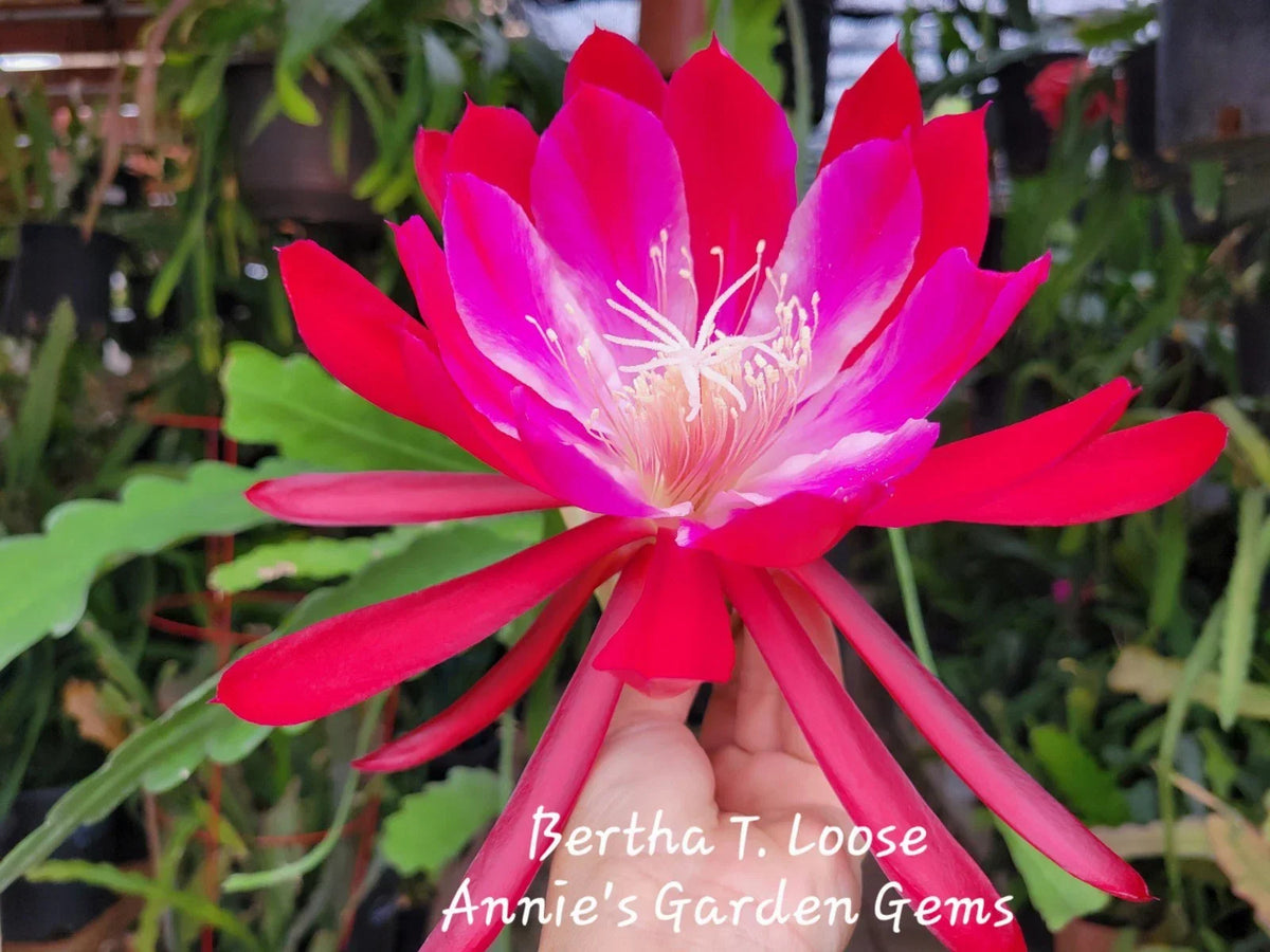 Epiphyllum Bertha T Unrooted Cuttings 8-10 Inches - Tropical Cactus for Indoor & Outdoor Gardening