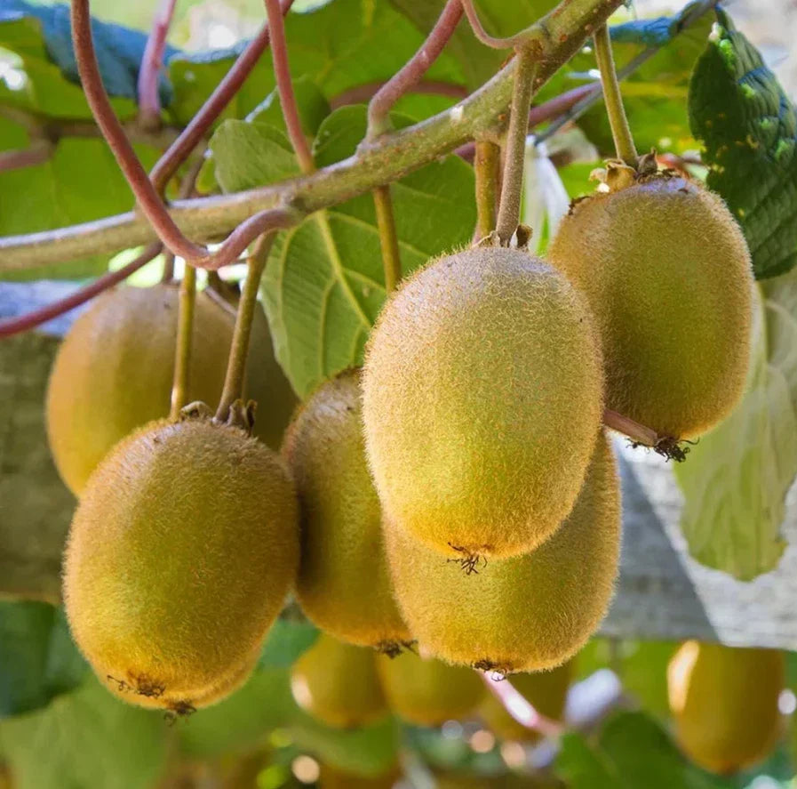 Set of 2 Live Prolific Kiwi Trees - 4-6 Inch Soil-Wrapped Roots - Actinidia deliciosa