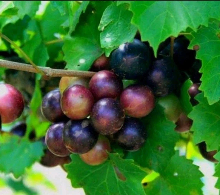 Muscadine Grape Plant Cuttings - 5 Male + 5 Female Vitis rotundifolia for Southern Gardens