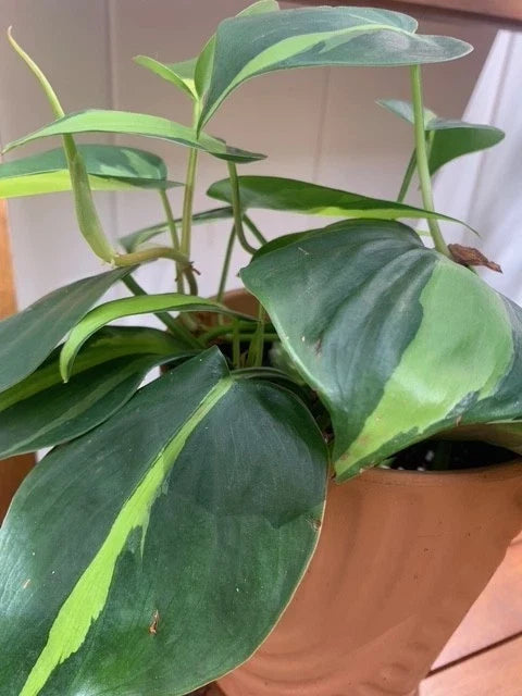 Rooted Brazil Philodendron Houseplant in Decorative Pot | Philodendron hederaceum 'Brasil' for Balcony & Indoor Decor