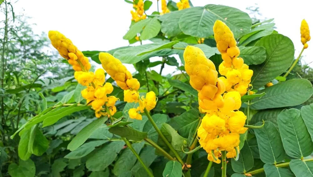 Emperors Candlesticks Wildflower Seeds - Senna alata - 30 Non-GMO Seeds for Garden, Attracts Pollinators, Drought Tolerant