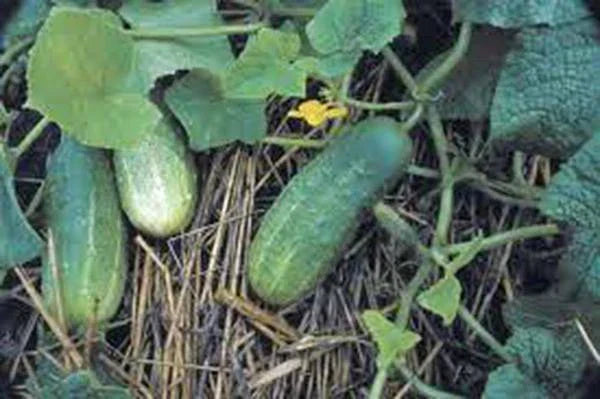 Pickling Cucumber Seeds - 50+ Heirloom Non-GMO Seeds for Homemade Pickles