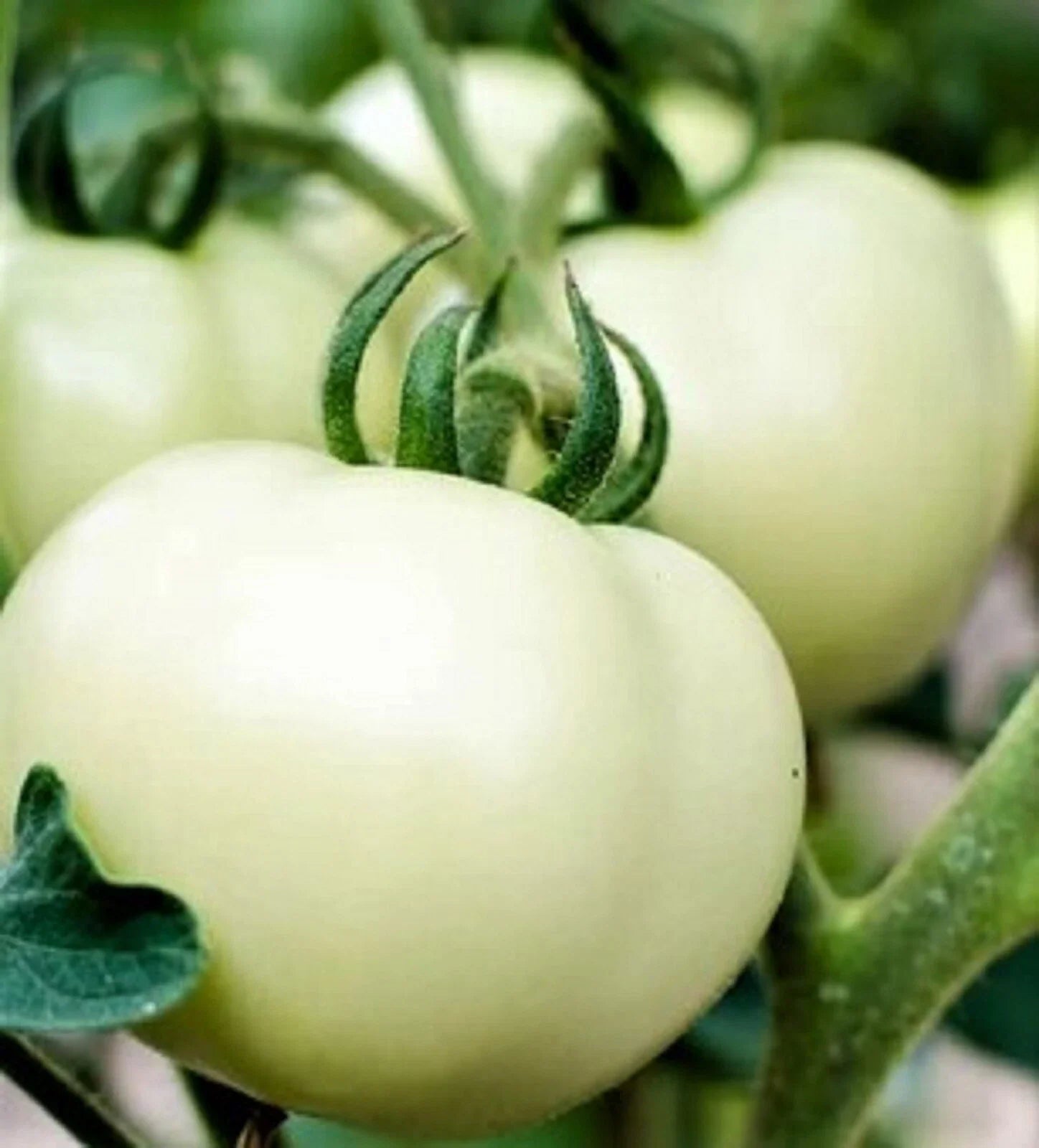 Great White Tomato Seeds - Non-GMO Heirloom Beefsteak Variety, Solanum lycopersicum, Large White Tomatoes, Seed Packet