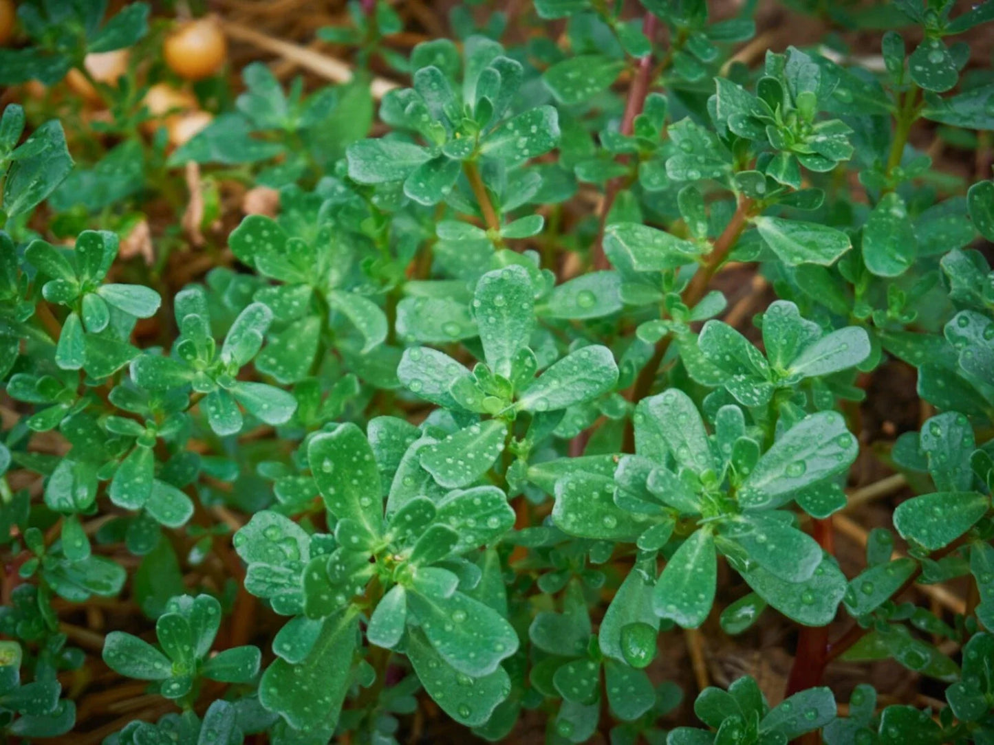 Green Purslane Seeds Non-GMO Edible Plant for Organic Gardening, Omega-3 Rich, Portulaca oleracea