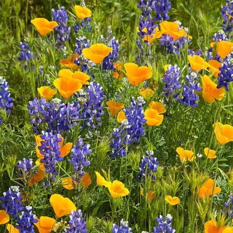 Deer Resistant Wildflower Seed Mix - Organic Non-GMO USA Wildflowers - Attract Pollinators - Bulk Seed Pack