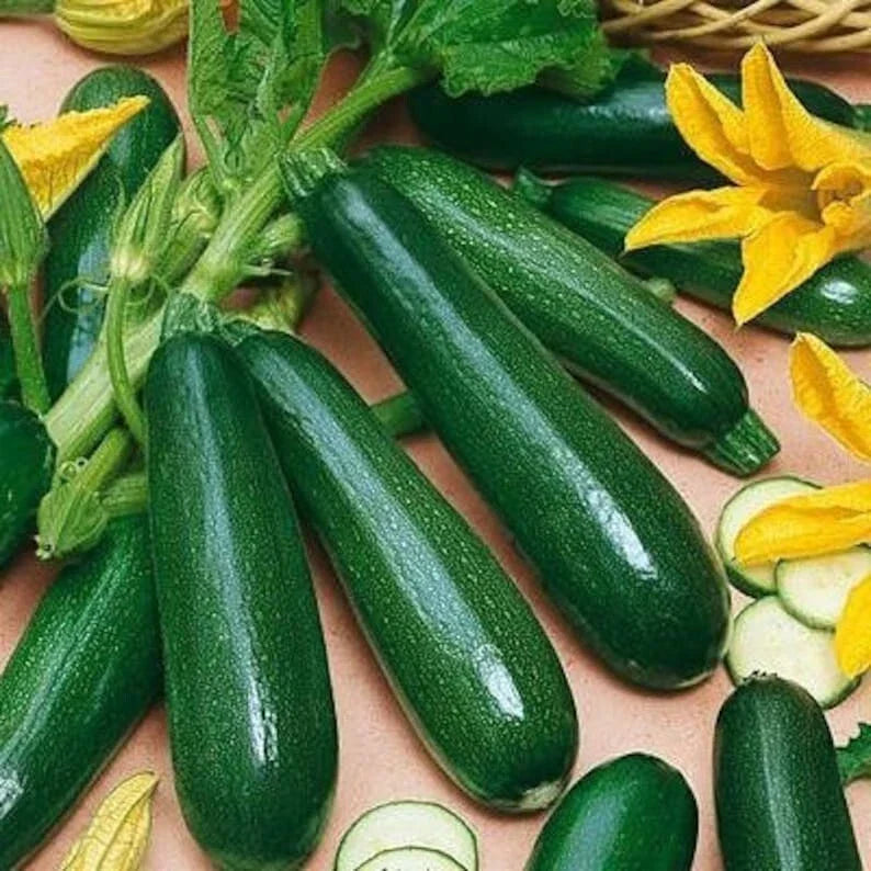 25+ Black Beauty Zucchini Seeds - Heirloom Organic Non-GMO Cucurbita pepo