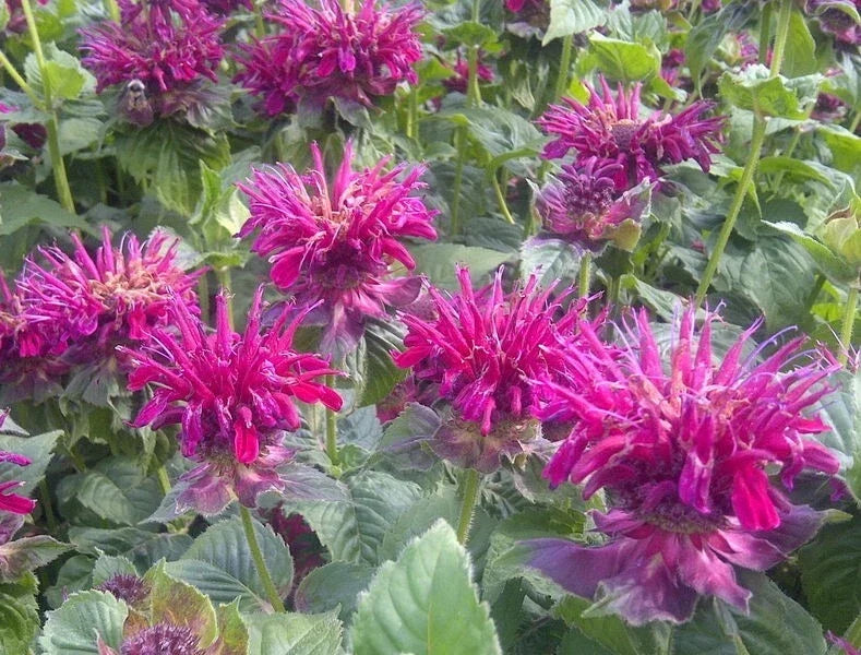 Fireball Bee Balm Seeds, Monarda didyma, Bright Red Hummingbird Flower, Perennial, 100 Seeds