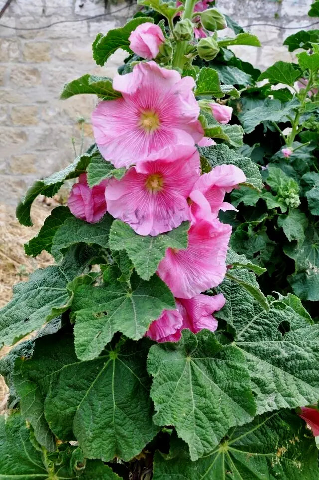 Giant Pink Hollyhock Seeds - Alcea rosea - Hardy Perennial Flower Seeds for Garden, Cut Flowers, Pollinator Attractant