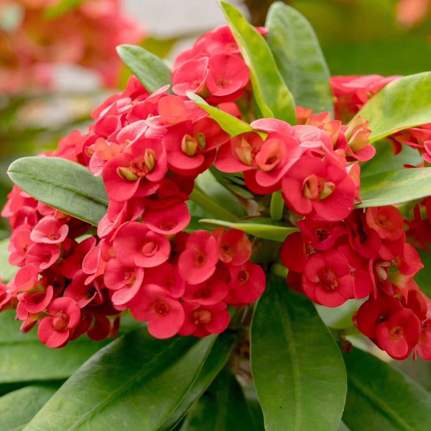 Red Crown of Thorns Plant 4–6" Tall - Euphorbia milii - Drought-Tolerant Succulent Indoor/Outdoor