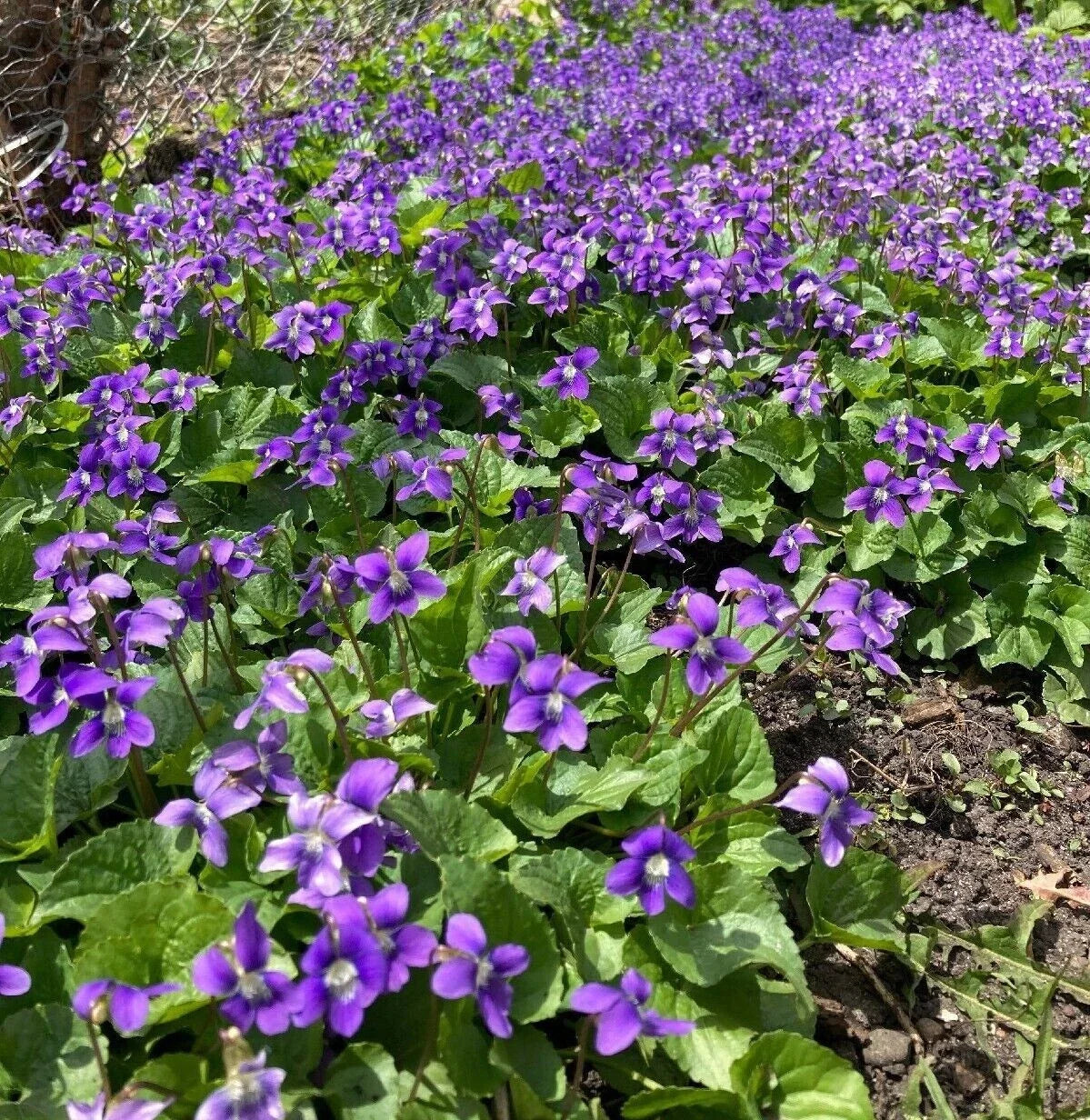 Purple Wild Violet Rhizomes - Organic Bareroot Viola Perennial Edible Plant, Native Viola, Spring Blooms