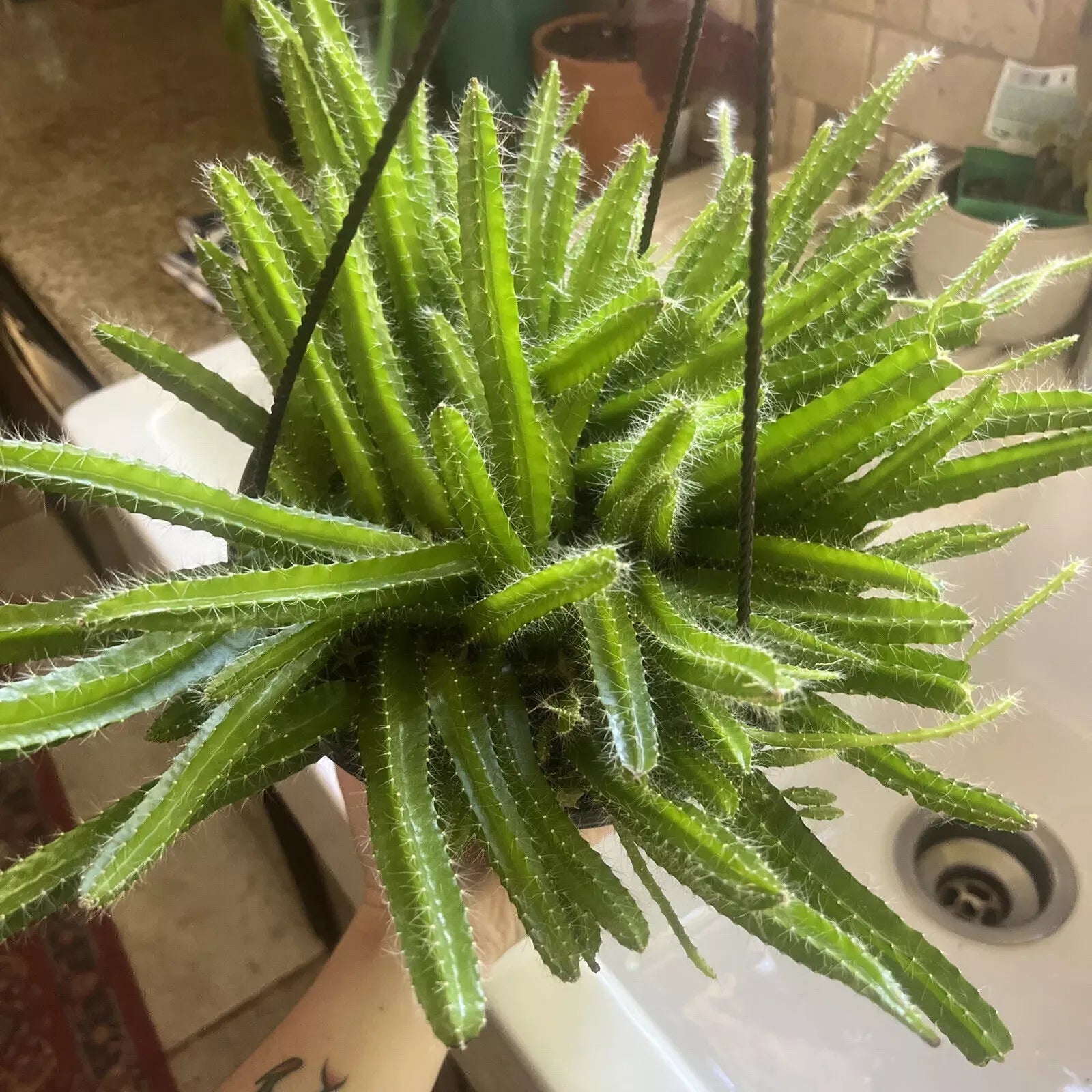 Dog Tail Cactus Live Cuttings - Aporocactus flagelliformis Succulent Plants for Hanging Baskets & Gardens