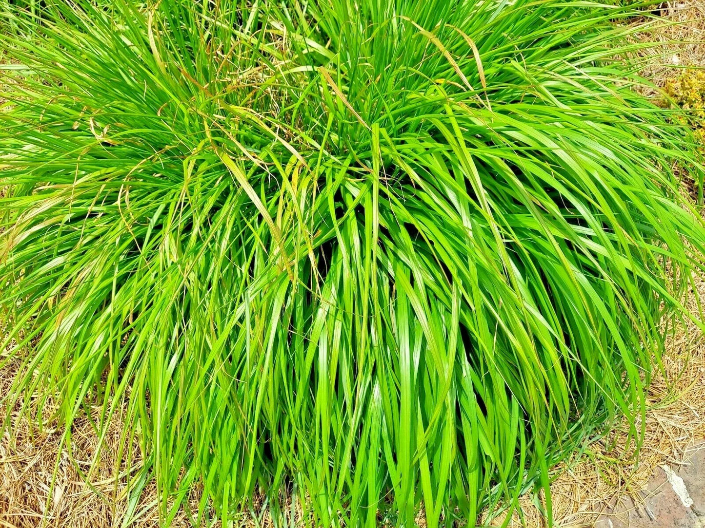 Lemongrass Seeds - 200+ Non-GMO Heirloom Cymbopogon citratus Herb for Culinary & Mosquito Repellent