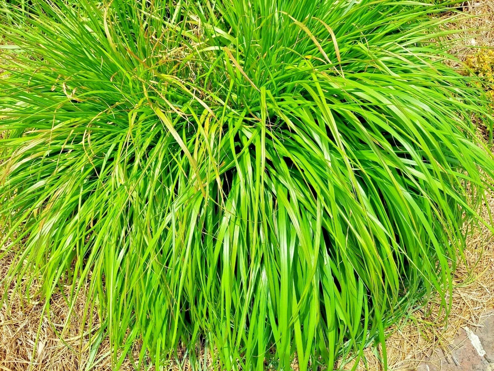 Lemongrass Seeds - 200+ Non-GMO Heirloom Cymbopogon citratus Herb for Culinary & Mosquito Repellent