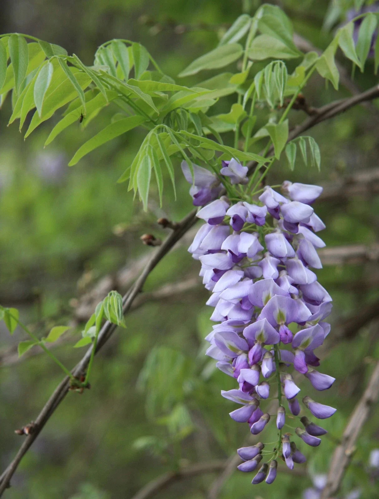American Wisteria Seeds - Wisteria frutescens Climbing Vine for Gardens, Fragrant Purple Flowers, 8 Seeds