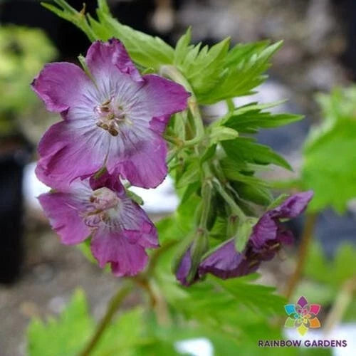 Mottisfont Rose Geranium Seeds – Pelargonium 'Mottisfont' – Perennial Plant for Garden, Landscaping & Pollinator Attraction