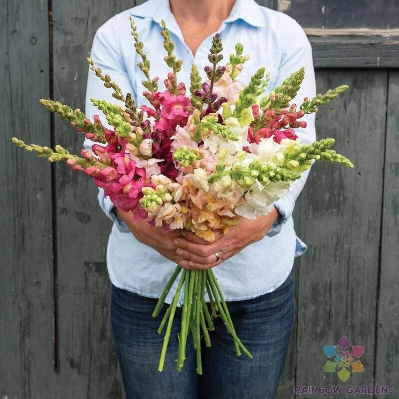 Snapdragon Seeds - 1000+ Costa II Mix - Antirrhinum majus Garden Flowers for Borders & Containers
