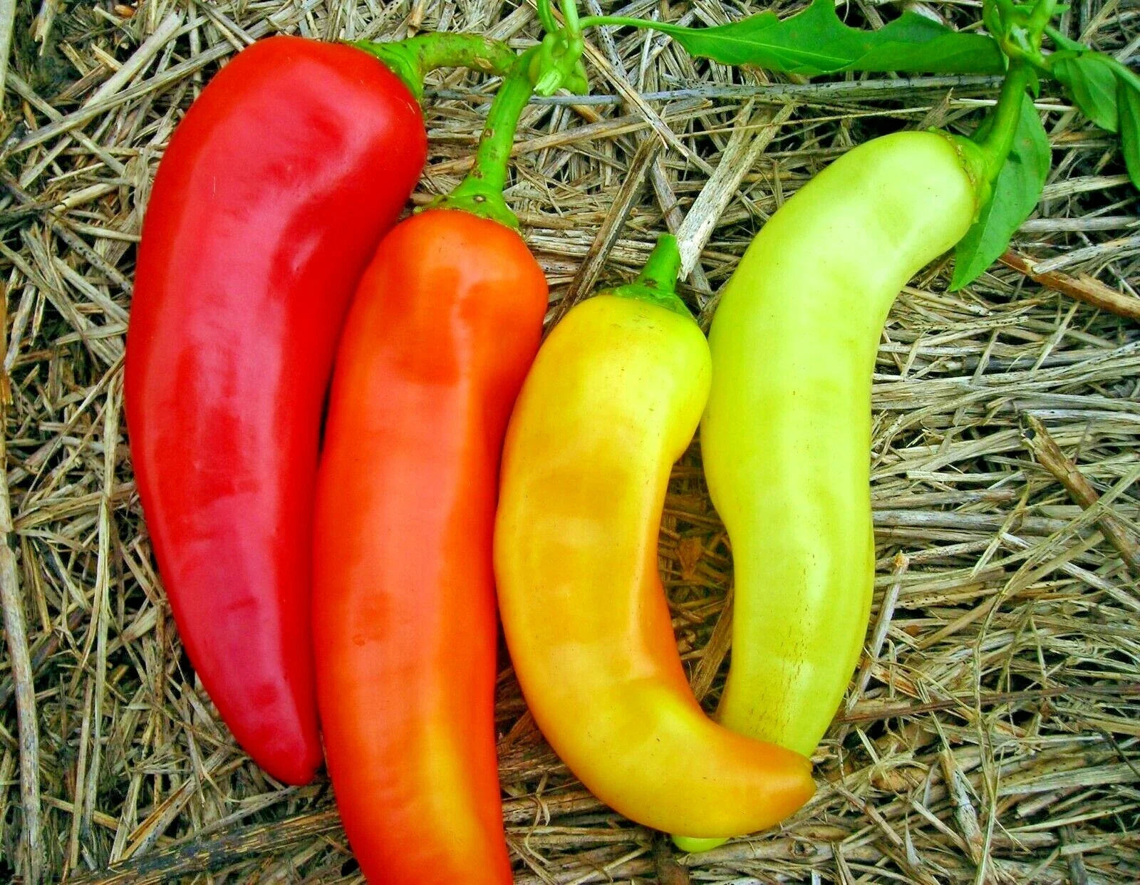 Sweet Banana Pepper Seeds - Organic Vegetable Seeds for Container Gardening, Capsicum annuum, Hungarian Variety