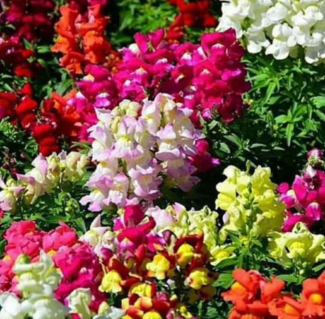 Snapdragon Seeds Mix - Maximum Potomac Variety - 200 Seeds - Antirrhinum majus - Vibrant Colorful Flowers for Garden Beds & Borders
