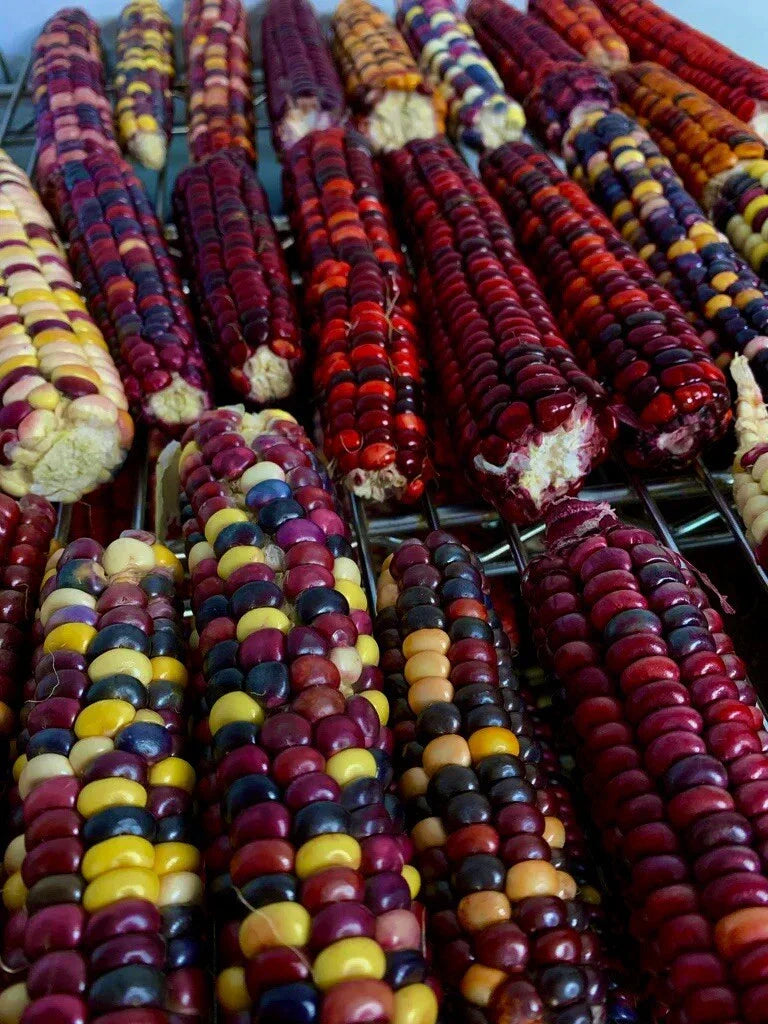25 Organic Painted Mountain Corn Seeds - Rare Heirloom Non-GMO Variety for Home Gardening